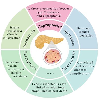 Cuproptosis: potential new direction in diabetes research and treatment